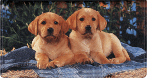 Enlarged view of puppy pals leather checkbook cover