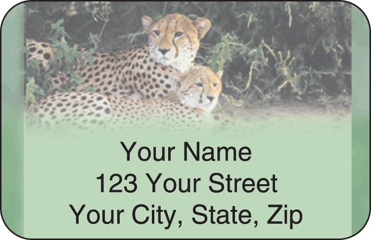 Enlarged view of safari address labels
