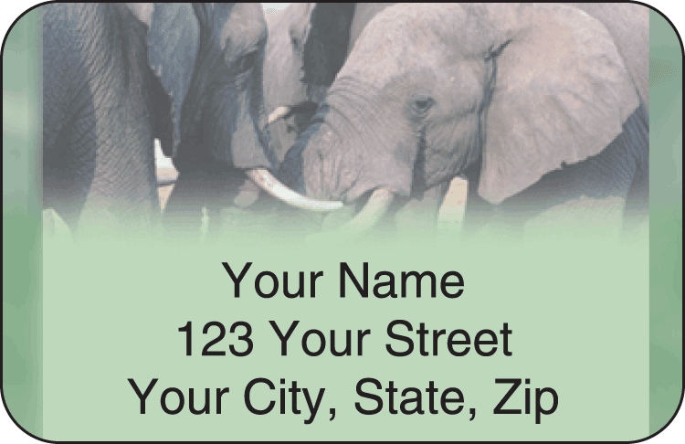 Enlarged view of safari address labels